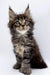 Adorable Polydactyl Maine Coon kitten with fluffy fur and ear tufts in product Sheila