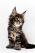 Fluffy Maine Coon kitten with ear tufts and tabby coat, perfect Polydactyl Maine Coon