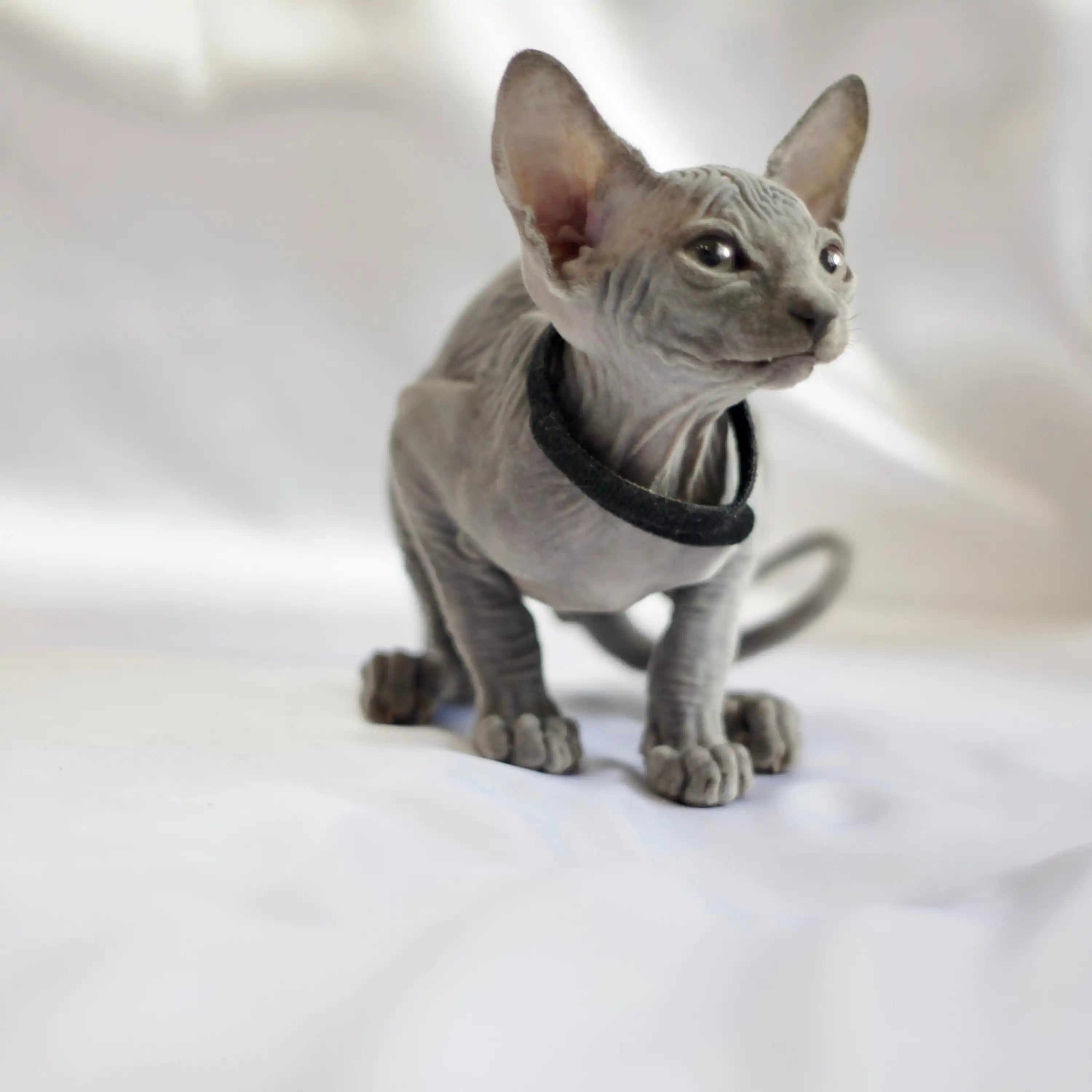 Sphynx Cats for Sale | Kittens For Sheldon | Kitten