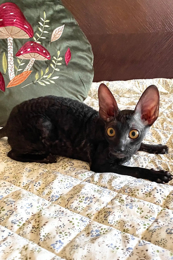 Shell | cornish rex kitten