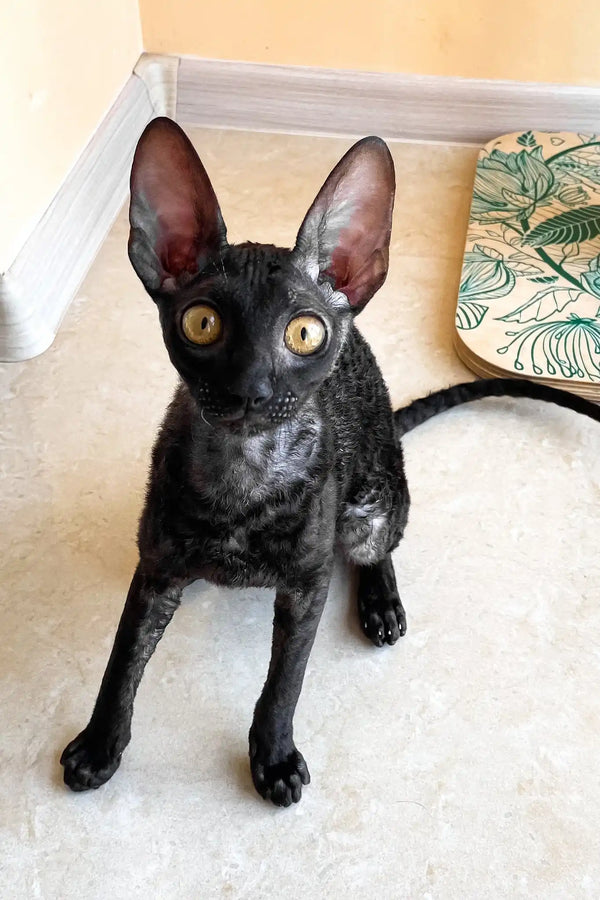 Shell | cornish rex kitten