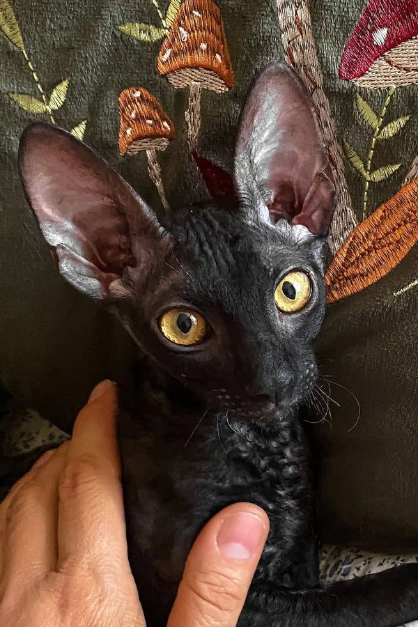 Shell | cornish rex kitten