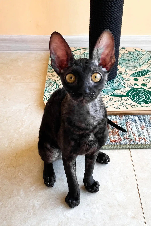 Shell | cornish rex kitten