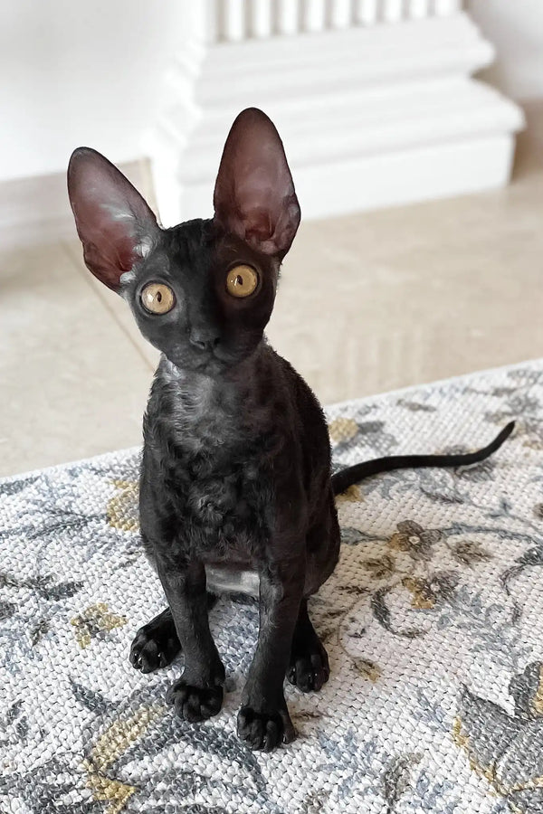 Shell | cornish rex kitten