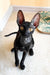 Shell | cornish rex kitten