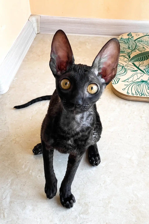 Shell | cornish rex kitten