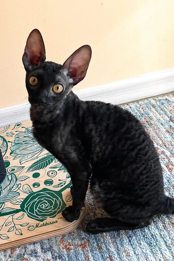 Shell | cornish rex kitten