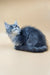 Fluffy gray Maine Coon kitten named Shelly sitting with head tilted up in curiosity