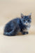 Fluffy gray Maine Coon kitten with blue eyes, perfect for any cat lover