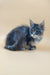 Fluffy gray Maine Coon kitten with tufted ears and alert eyes, perfect for Shelly