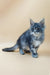 Gray and white Maine Coon kitten with pointed ears and alert expression