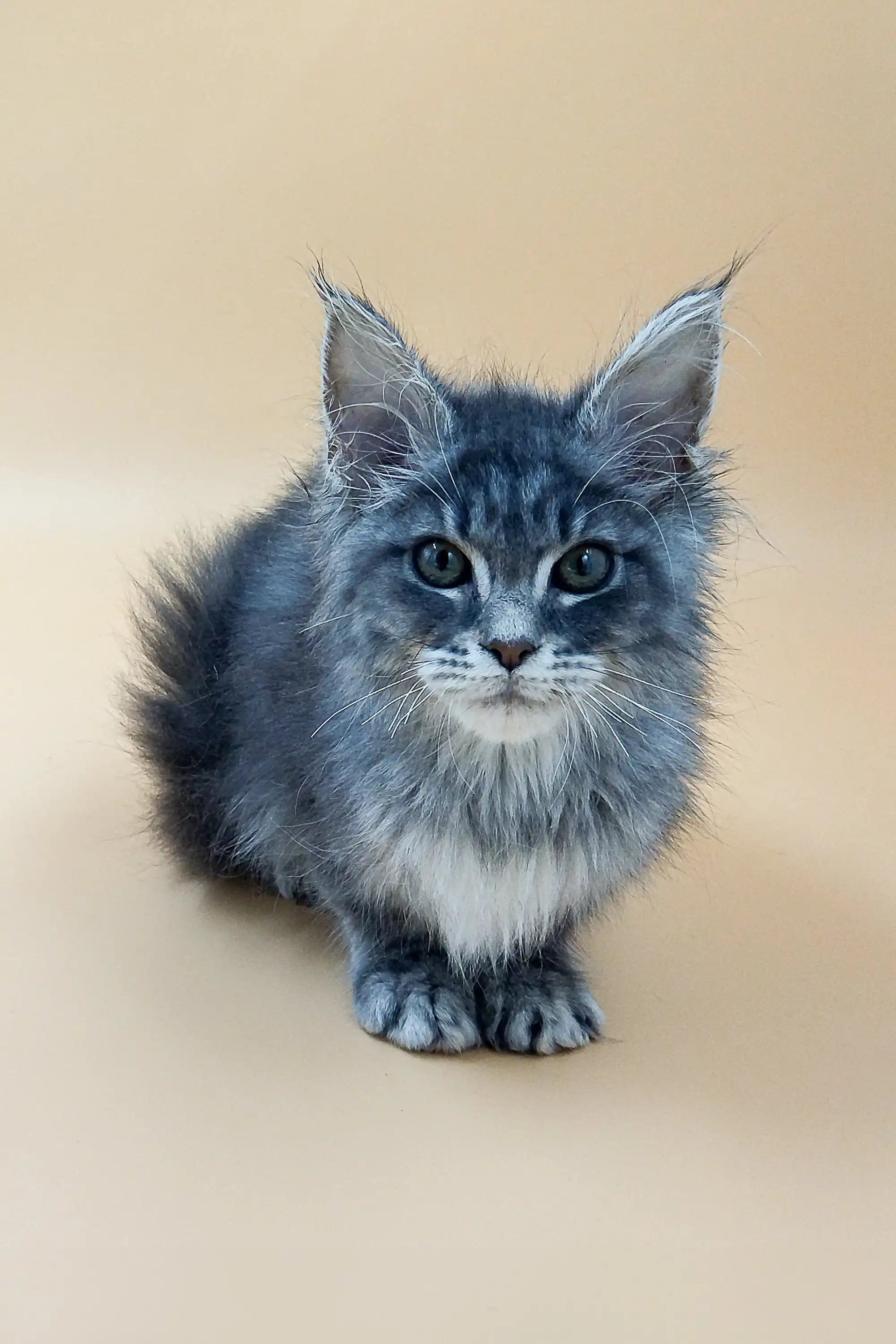 Adopt Shelly, the Perfect European Maine Coon Kitten – Purebred Kitties