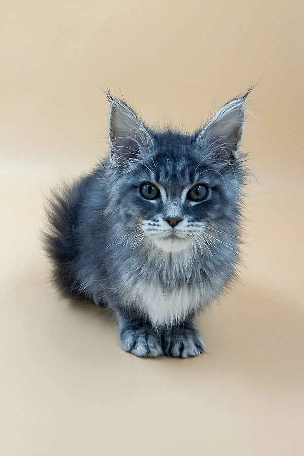 Fluffy gray Maine Coon kitten with tufted ears and bright eyes for Shelly