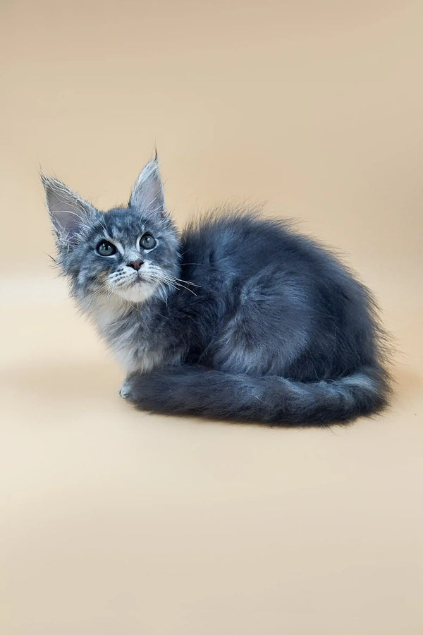 Gray and white Maine Coon kitten curled up, showcasing its fluffy tail and long fur