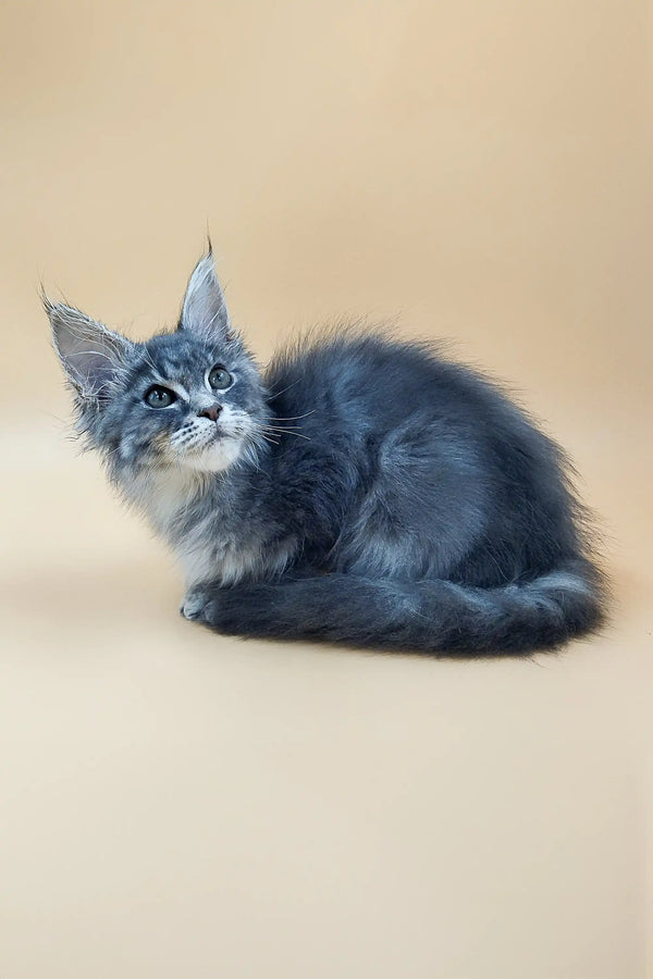 Gray and white Maine Coon kitten with blue eyes sitting attentively