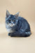 Cute Gray Maine Coon kitten with fluffy fur and alert eyes in Shelly collection