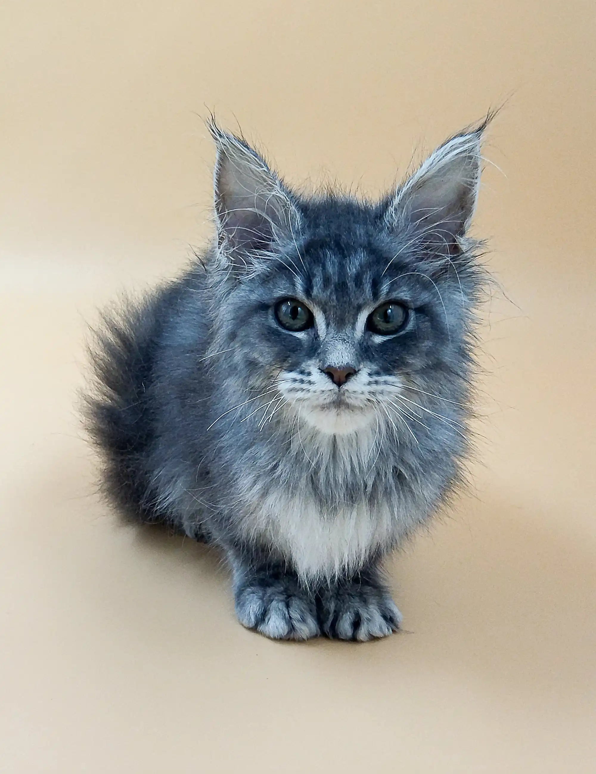 Maine Coon Kittens for Sale Shelly | Kitten