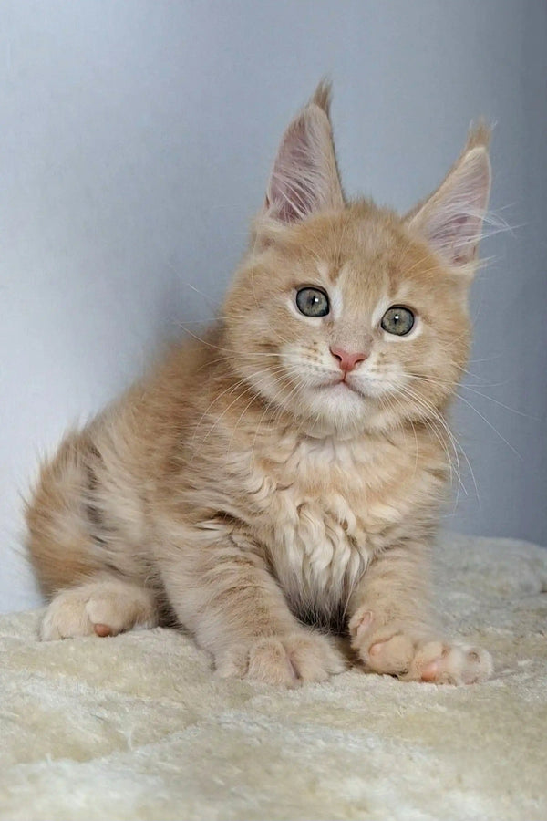 Adorable cream-colored Maine Coon kitten with fluffy fur and alert eyes in Sheridan