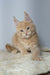 Cream-colored Maine Coon kitten with fluffy fur and ear tufts, perfect for pet lovers