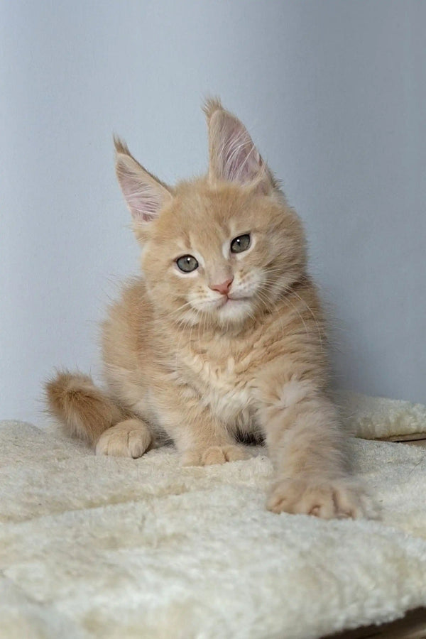 Cream-colored Maine Coon kitten with fluffy fur and ear tufts, perfect for pet lovers