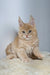 Fluffy cream-colored Maine Coon kitten with pointed ears on a soft surface