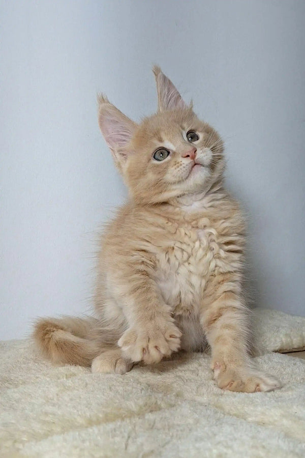 Fluffy cream-colored Maine Coon kitten sitting upright with alert expression