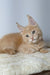 Fluffy cream-colored Maine Coon kitten with pointed ears cozily resting on soft surface