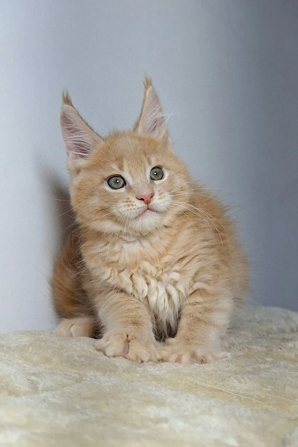 Fluffy cream Maine Coon kitten with pointed ears and alert eyes, perfect for cuddles