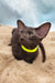 Sherilyn | oriental shorthair kitten