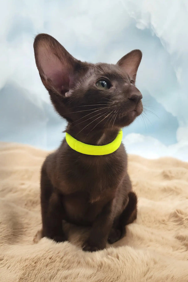 Sherilyn | oriental shorthair kitten