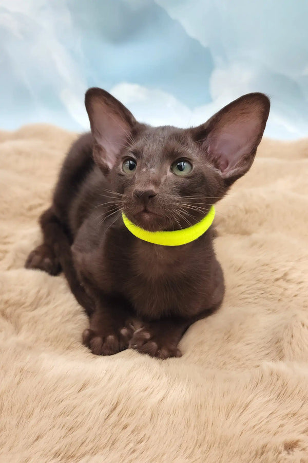 Sherilyn | oriental shorthair kitten