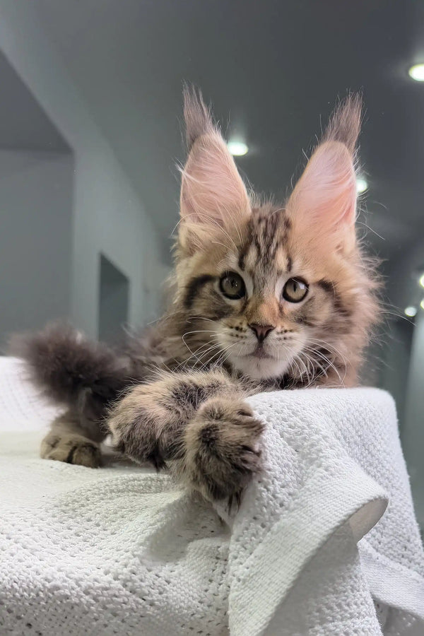 Maine Coon kitten with ear tufts lounging on a towel for Sheriph product