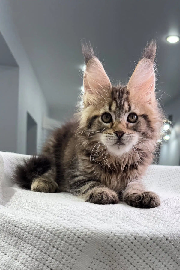 Adorable Maine Coon kitten with tufted ears and fluffy fur from Sheriph