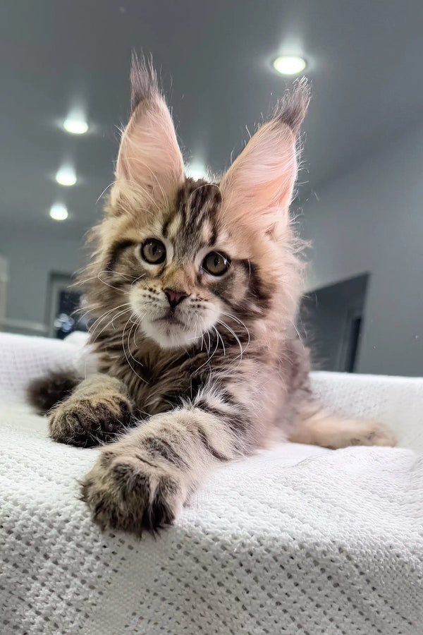 Maine Coon kitten with ear tufts and tabby markings lounging on soft fabric
