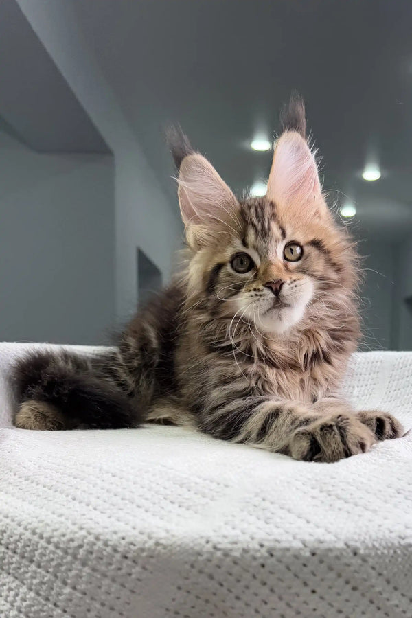 Fluffy Maine Coon kitten with ear tufts and alert look, perfect for Sheriph product
