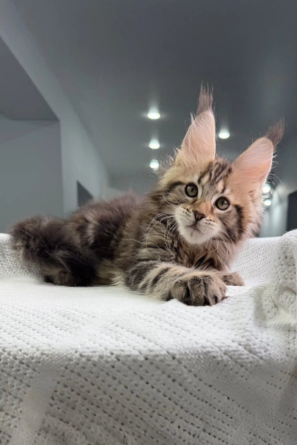 Fluffy Maine Coon kitten with pointed ears and tabby markings on white fabric