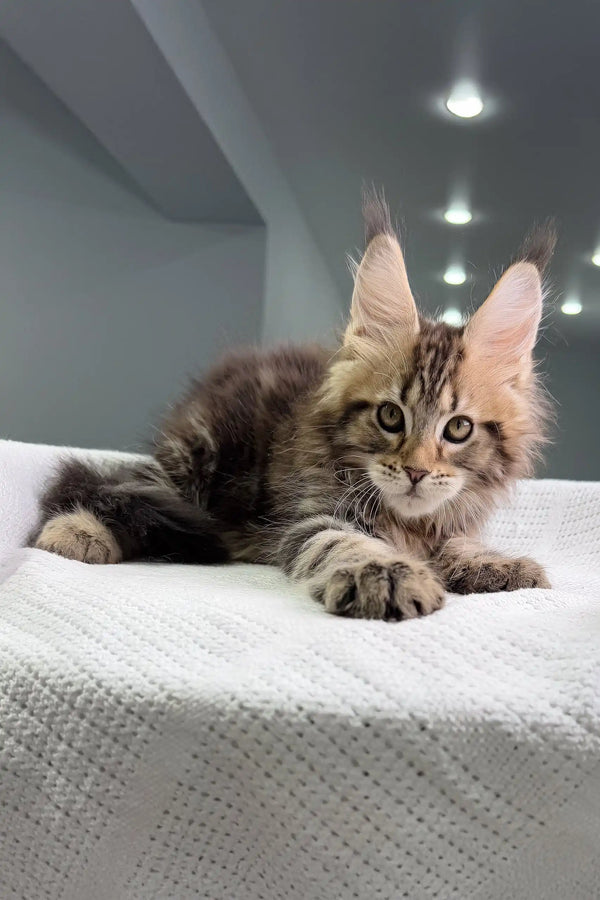 Fluffy Maine Coon kitten with tabby markings relaxing on soft white fabric