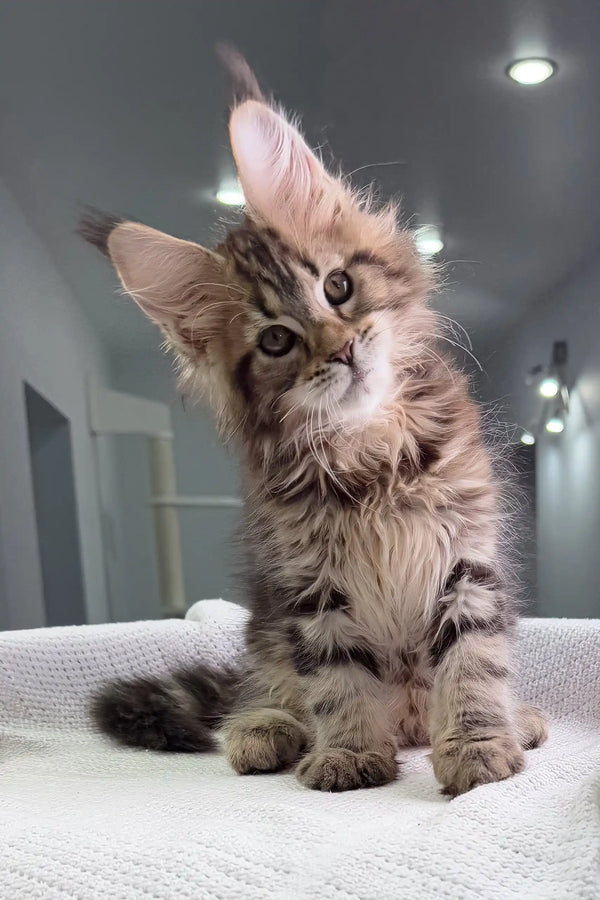 Fluffy tabby kitten tilting its head, perfect for Sheriph Maine Coon Kitten product