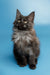 Fluffy black Maine Coon kitten named Shimmer with bright eyes looking adorable