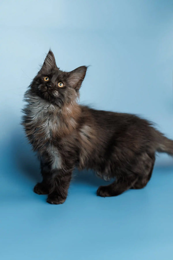 Fluffy black Maine Coon kitten Shimmer with bright eyes and long fur