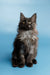 Fluffy black Maine Coon kitten Shimmer with bright eyes and long fur