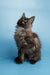 Fluffy dark Maine Coon kitten with long fur sitting upright and looking adorable