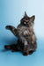 Fluffy gray Maine Coon kitten posing playfully with one paw raised