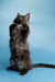 Long-haired black Maine Coon kitten Shimmer standing upright on hind legs