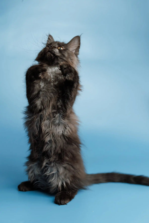 Long-haired black Maine Coon kitten Shimmer standing upright on hind legs