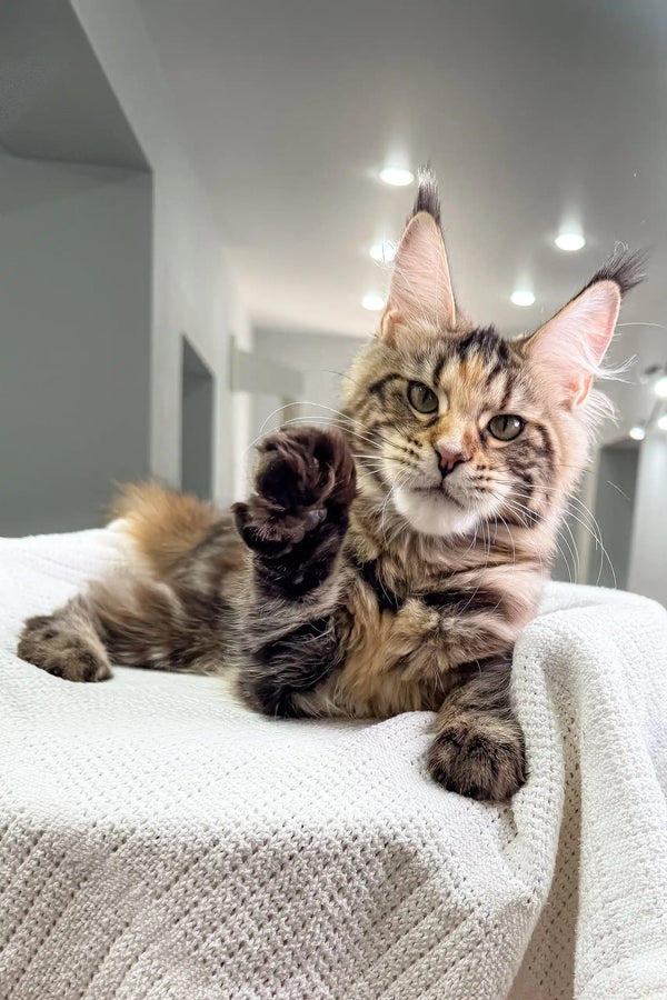 Maine Coon kitten named Shirley waving cutely in a playful pose