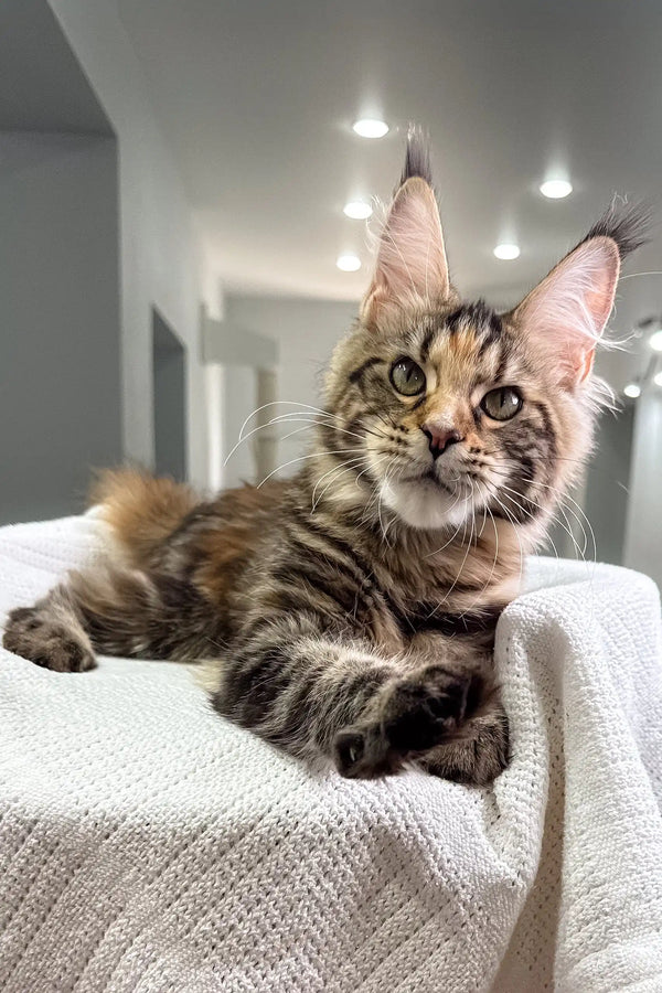 Cute Maine Coon kitten Shirley, fluffy and playful, perfect for your cozy home