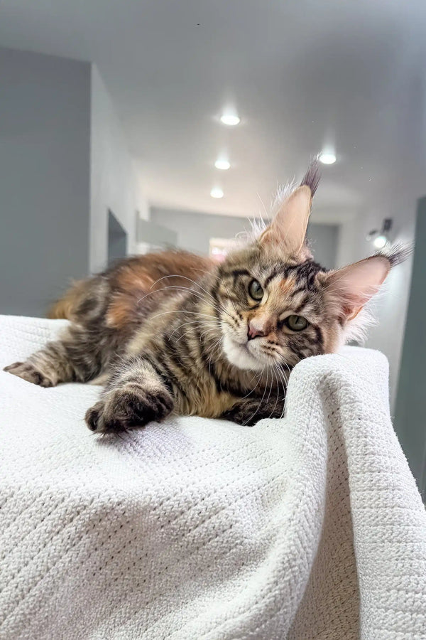 Resting Maine Coon kitten named Shirley looking adorable and cozy