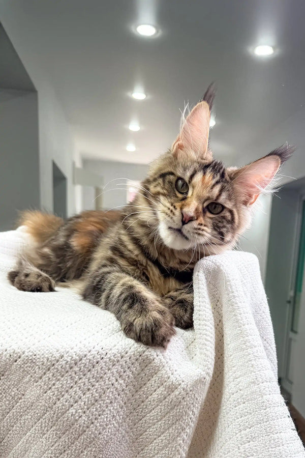 Adorable Maine Coon kitten Shirley showing off her tufted ears and fluffy coat