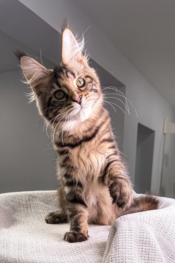 Curious brown tabby Maine Coon kitten named Shirley exploring her surroundings